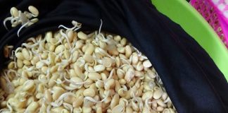 Bột mầm đậu nành – Vị cứu tinh cho cuộc sống khỏe mạnh và tuyệt vời